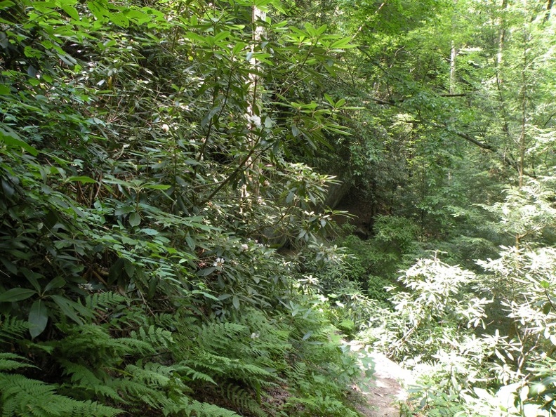 Gladie Creek_ Red River Gorge 17.jpg